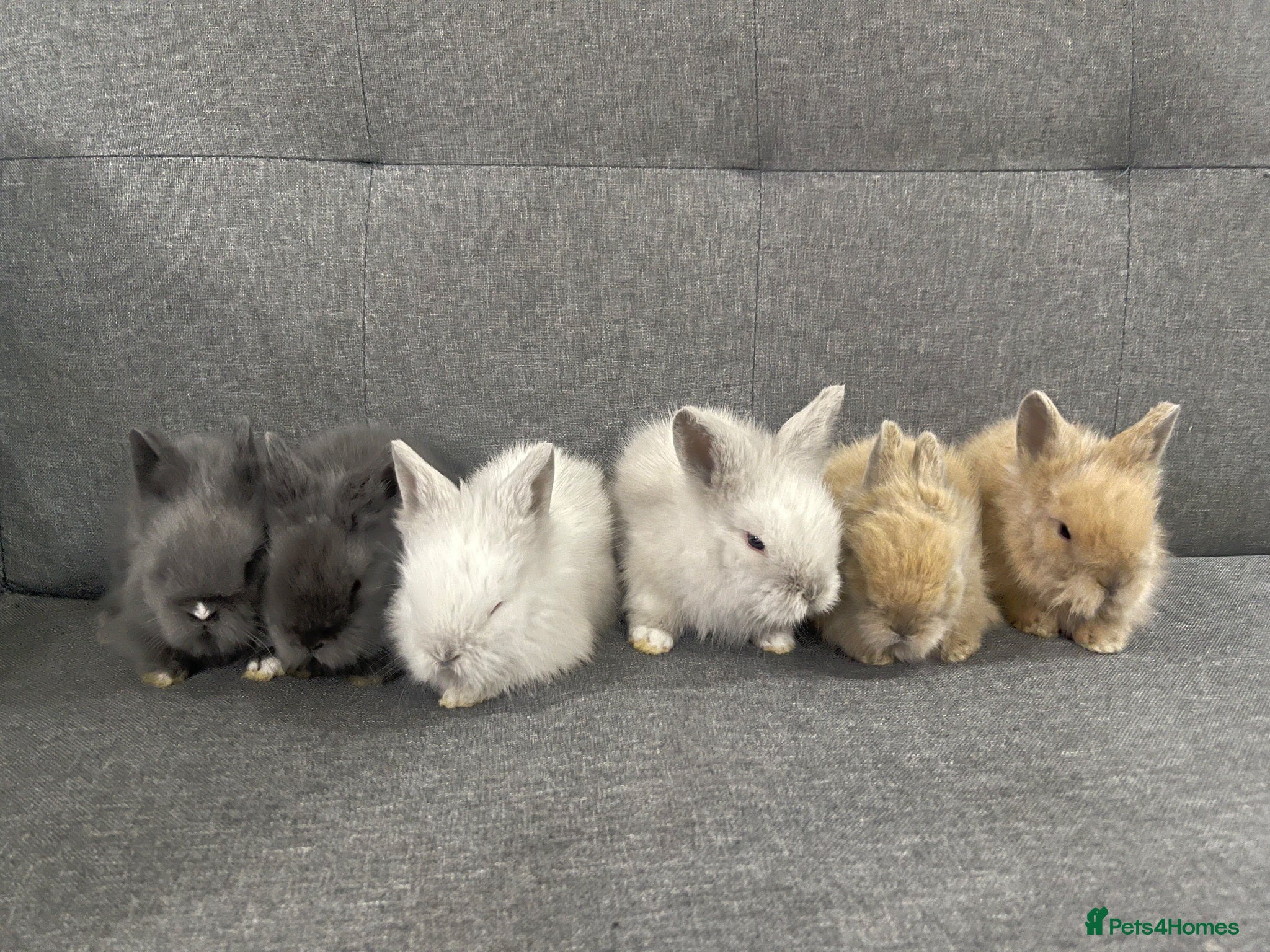 Lionhead rabbits Adorable Lionhead Bunnies - Advert 5