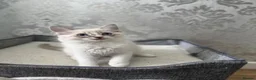 Ragdoll cats for sale: Beautiful Ragdoll Kittens - Advert 10