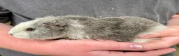 Guinea Pig rodents for sale: 10 week old male guinea pigs in Torrington - Advert 10