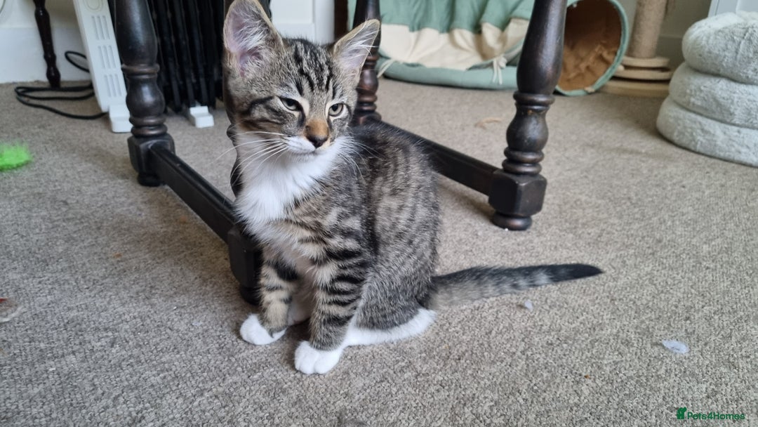Maine Coon cats for sale: Maine Coon Mix READY TO GO - Image 10