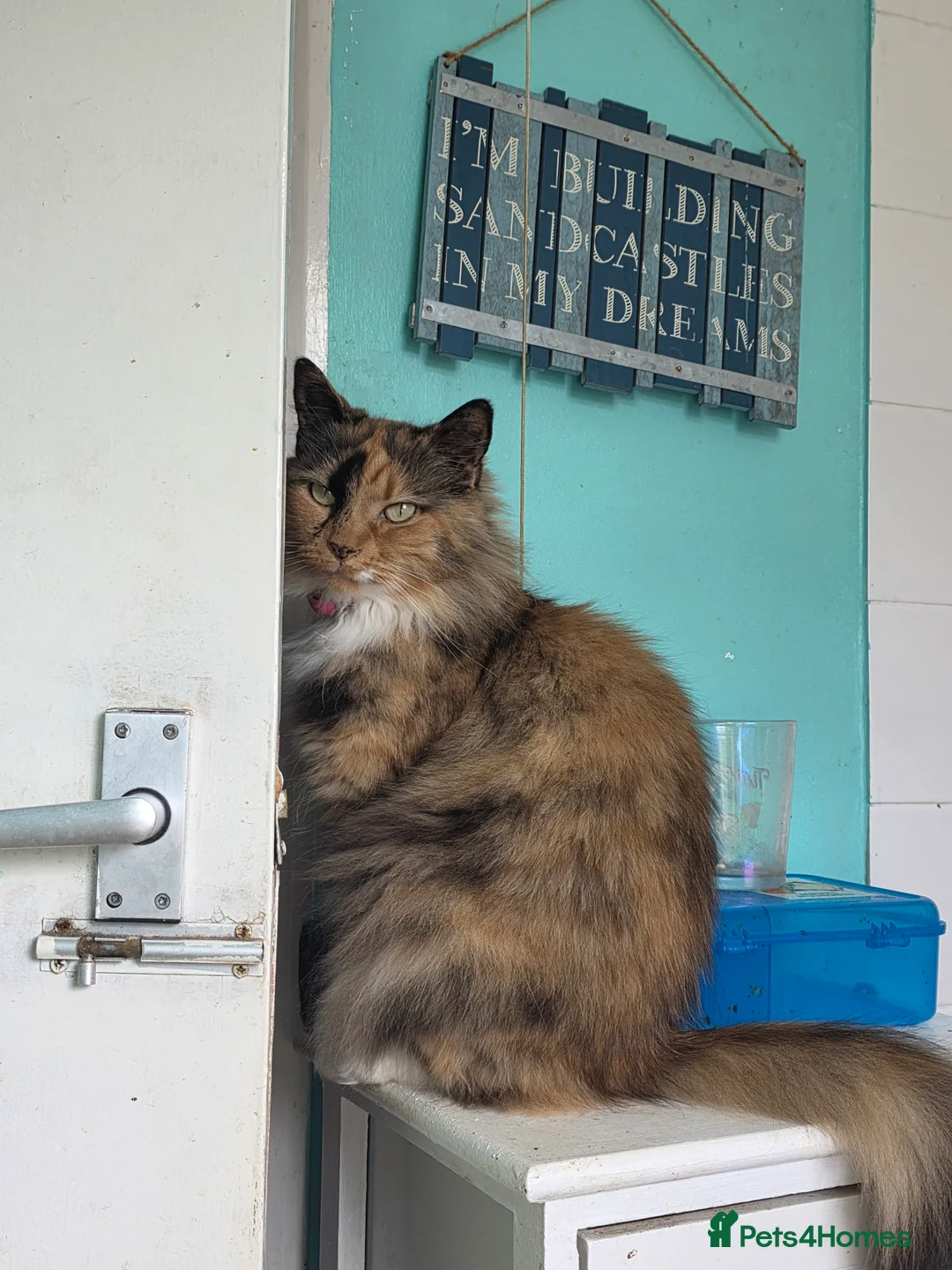 Mixed Breed cats for sale: Female cat needs new home ASAP  - Advert 4