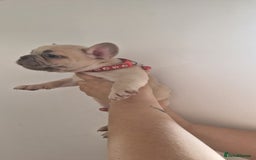 French Bulldog dogs for sale: Lovley frenchie puppies  - Image 17