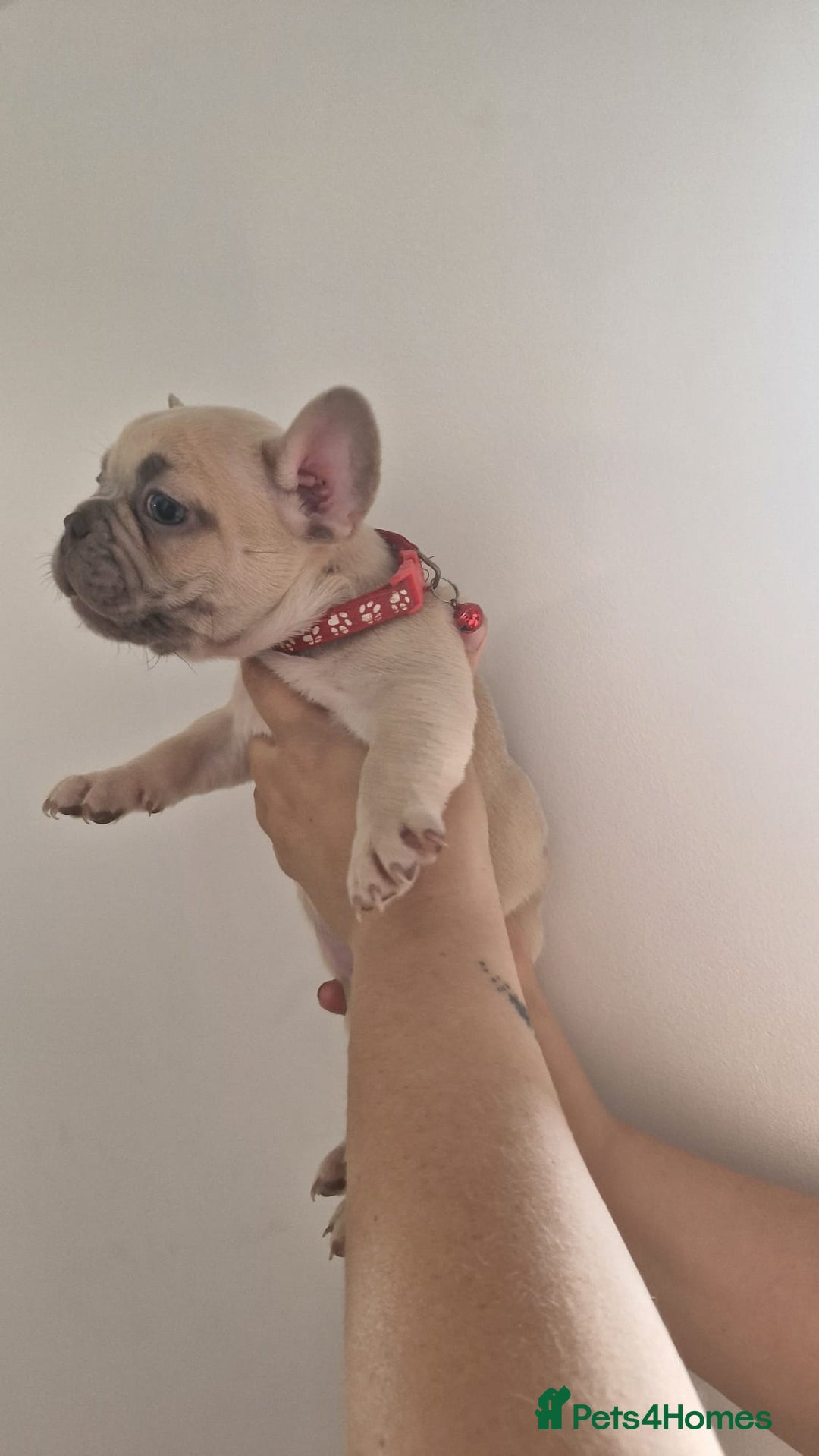French Bulldog dogs for sale: Lovley frenchie puppies  - Image 17