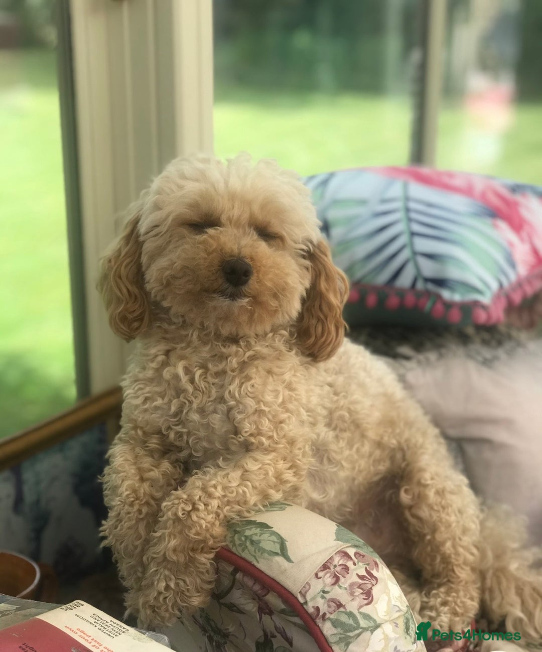 Poochon dogs for sale: Gorgeous Merle boy Poochon Puppy - Advert 8