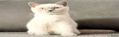 British Shorthair 1