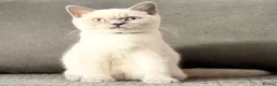British Shorthair cats for sale: British Shorthair Kittens (available now) - Advert 2