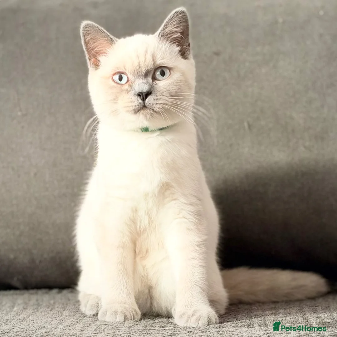 British Shorthair cats for sale: British Shorthair Kittens (available now) - Advert 2