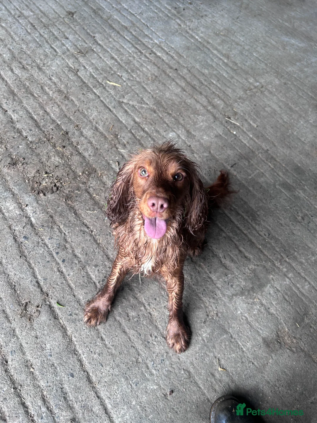 Cocker Spaniel dogs for sale: Lyla  in Thirsk - Advert 1