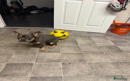 French Bulldog dogs for sale: Female French bulldog  - Image 2
