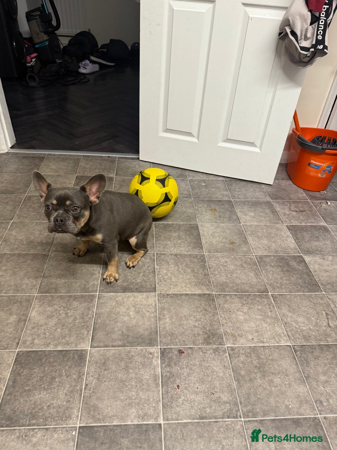 French Bulldog dogs for sale: Female French bulldog  - Image 2