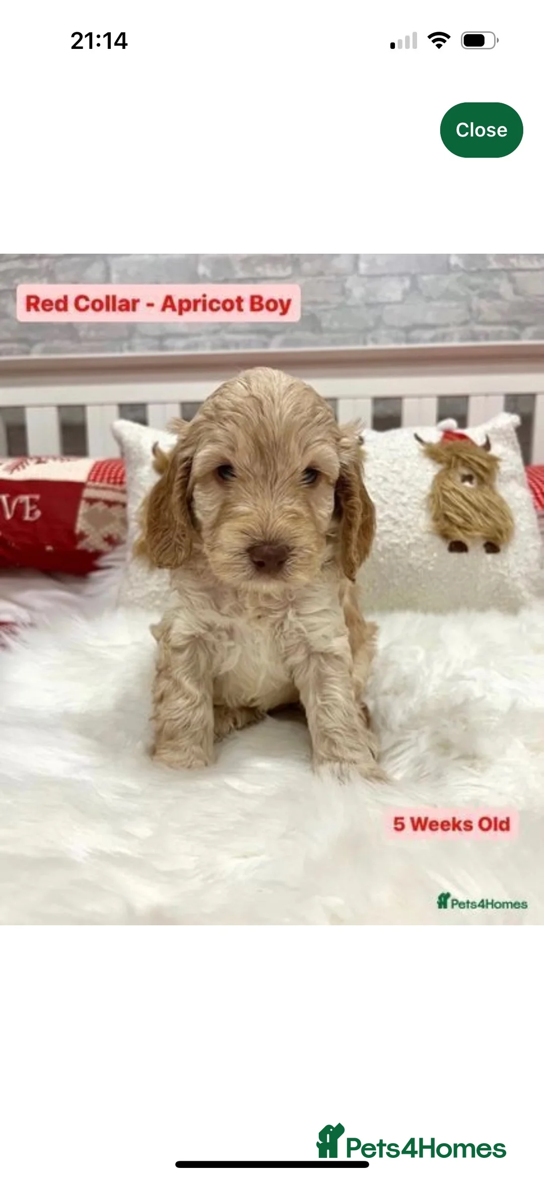 Cockapoo dogs for stud: PROVEN DNA tested Cockapoo Stud-Chocolate Merle in Stafford - Advert 3