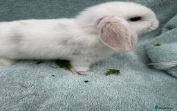 Mini Lop rabbits for sale: Gorgeous Purebred minilops - Image 7