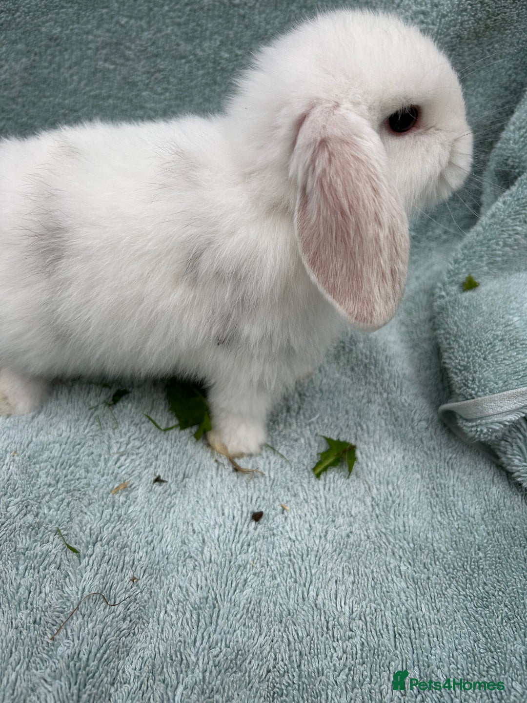 Mini Lop rabbits for sale: Gorgeous Purebred minilops - Image 7