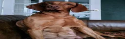 Hungarian Vizsla dogs for sale: Exceptional KC Reg Puppies - 5* Licenced Breeder - Advert 6