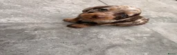 Dachshund dogs for sale: Wire-haired Dachshunds 🤎🐾 - Advert 2