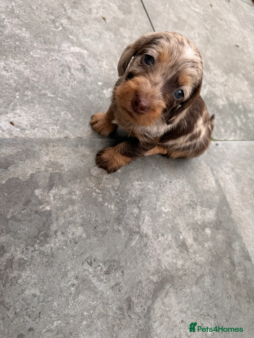 Dachshund dogs for sale: Wire-haired Dachshunds 🤎🐾 - Advert 2