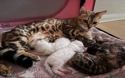 Bengal cats for sale: Supreme Grand Champion TICA bengal kittens  - Image 17