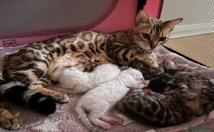 Bengal cats - Advert 1