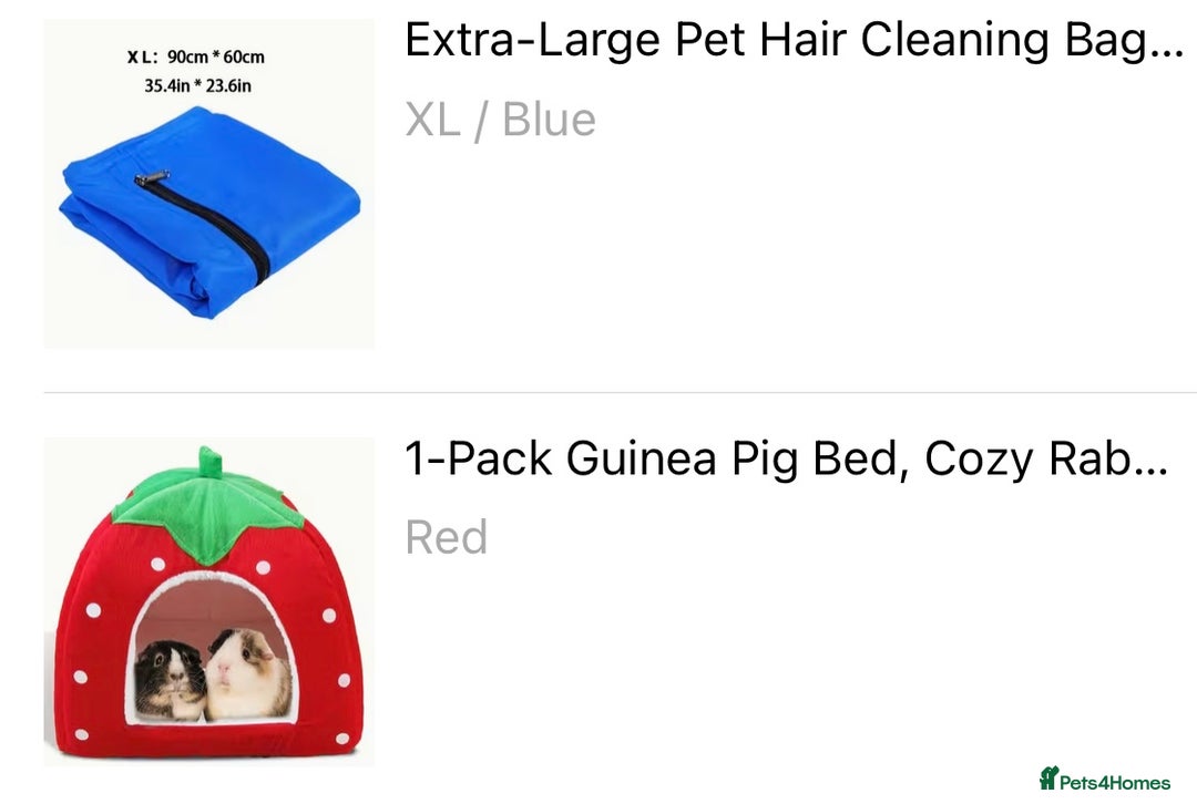 Guinea Pig rodents for sale: Two male guinea pigs with cage and accessories  - Advert 7