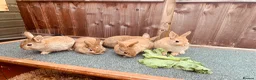Netherland Dwarf rabbits for sale: Netherland Dwarf / Cross Baby Rabbits  - Advert 15