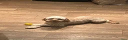 Cockapoo dogs for stud: Rosco - Cockapoo experienced stud in Witham - Advert 4