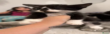 Mixed Breed 2