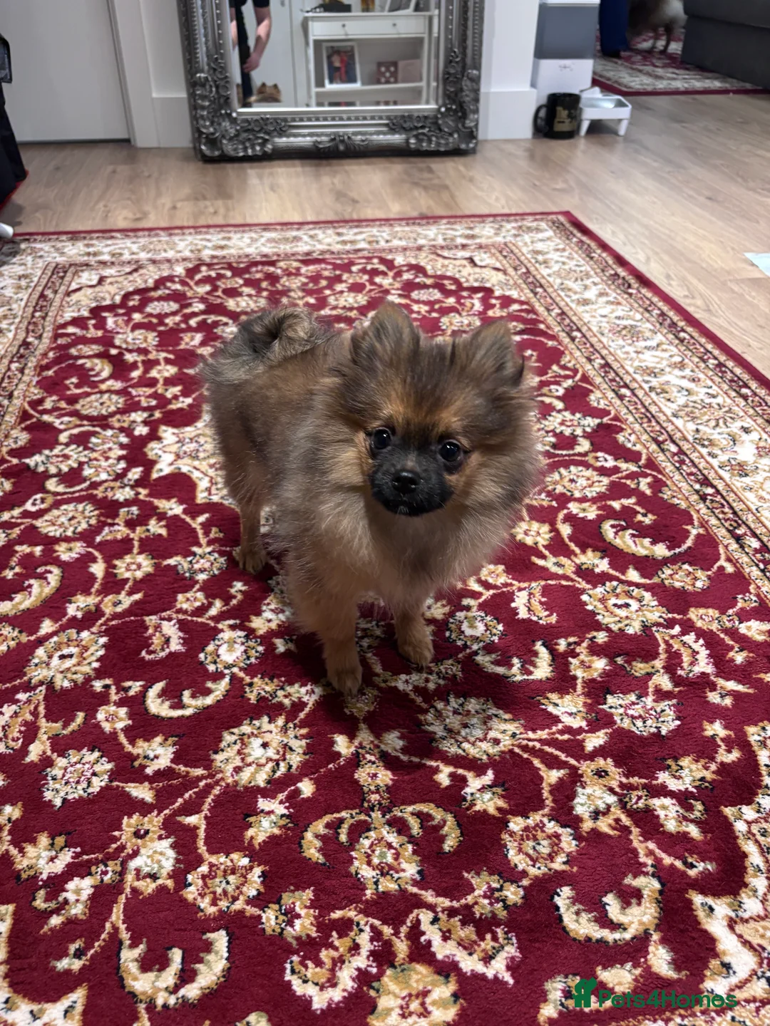 Pomeranian dogs for sale: 🐾 Stunning Male Pomeranian Puppy – £1,750 🐾 - Advert 28