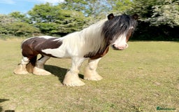 Irish Cob horses for sale: 2 year old 12hh cob - Image 2