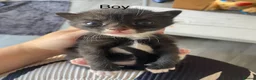 Mixed Breed cats for sale: 5 little babies ✨ - Advert 7