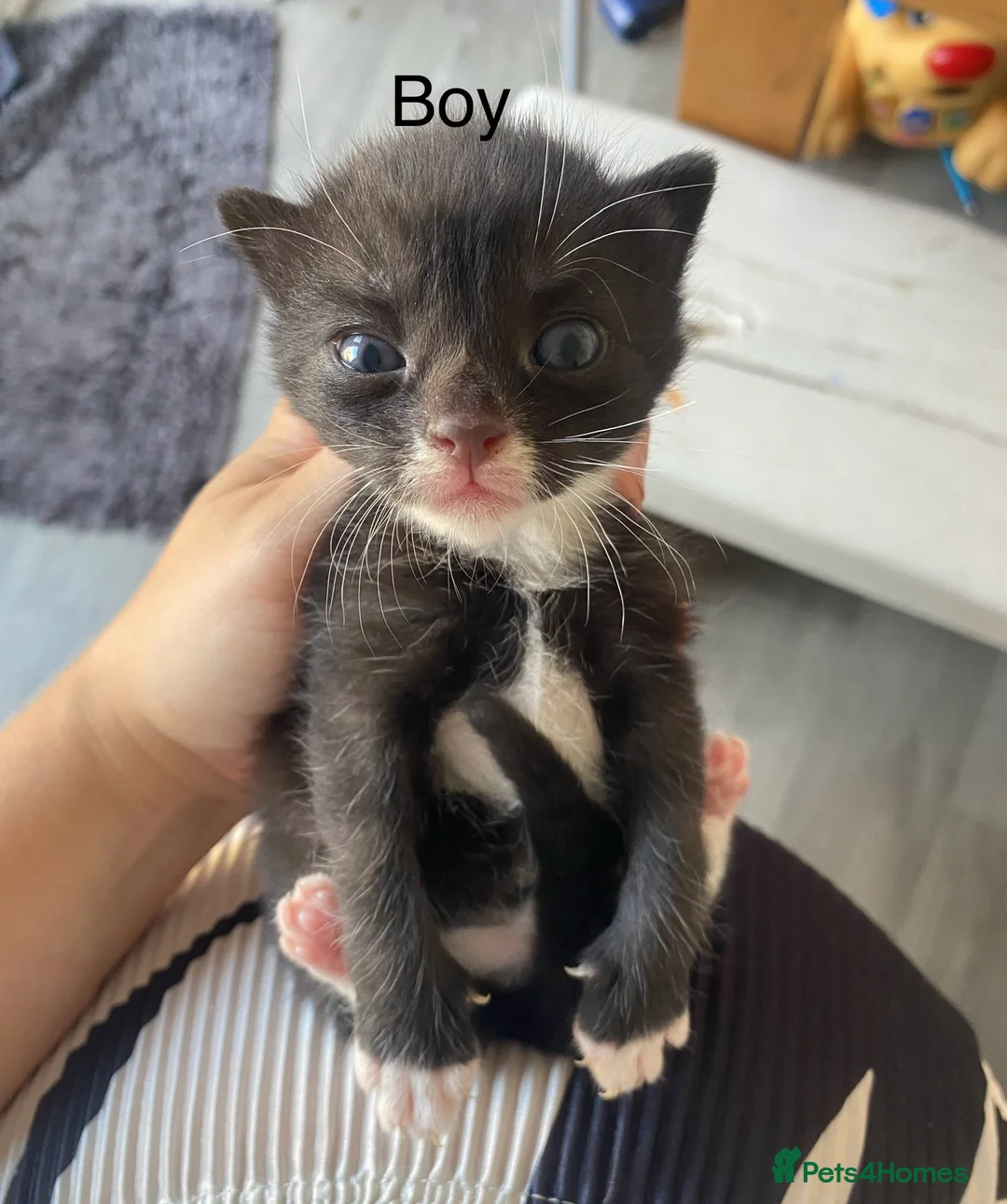 Mixed Breed cats for sale: 5 little babies ✨ - Advert 7