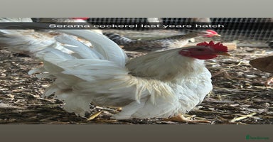 Chickens poultry - Advert 4