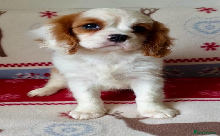 Cavalier King Charles Spaniel dogs ONLY 1 GIRL LEFT! STUNNING CAVALIER PUPPIES! - Advert 1