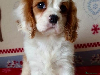 Cavalier King Charles Spaniel dogs ONLY 1 GIRL LEFT! STUNNING CAVALIER PUPPIES! - Advert 5