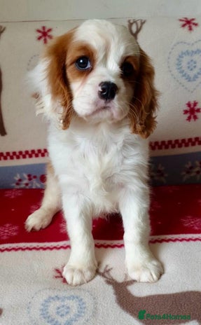 Cavalier King Charles Spaniel dogs ONLY 1 GIRL LEFT! STUNNING CAVALIER PUPPIES! - Advert 2