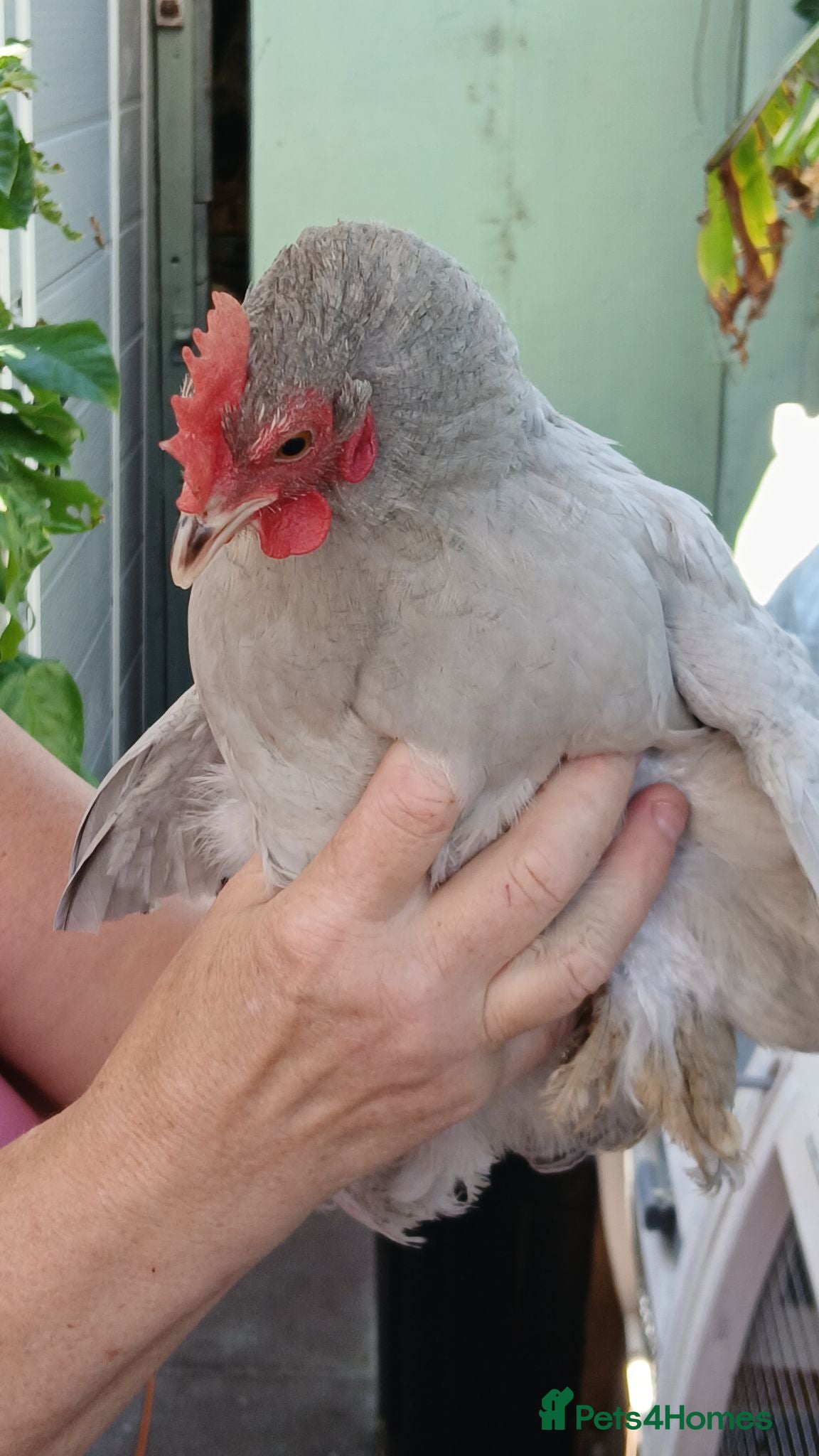 Mixed Breed poultry 4 x hens and yes all female - Advert 1