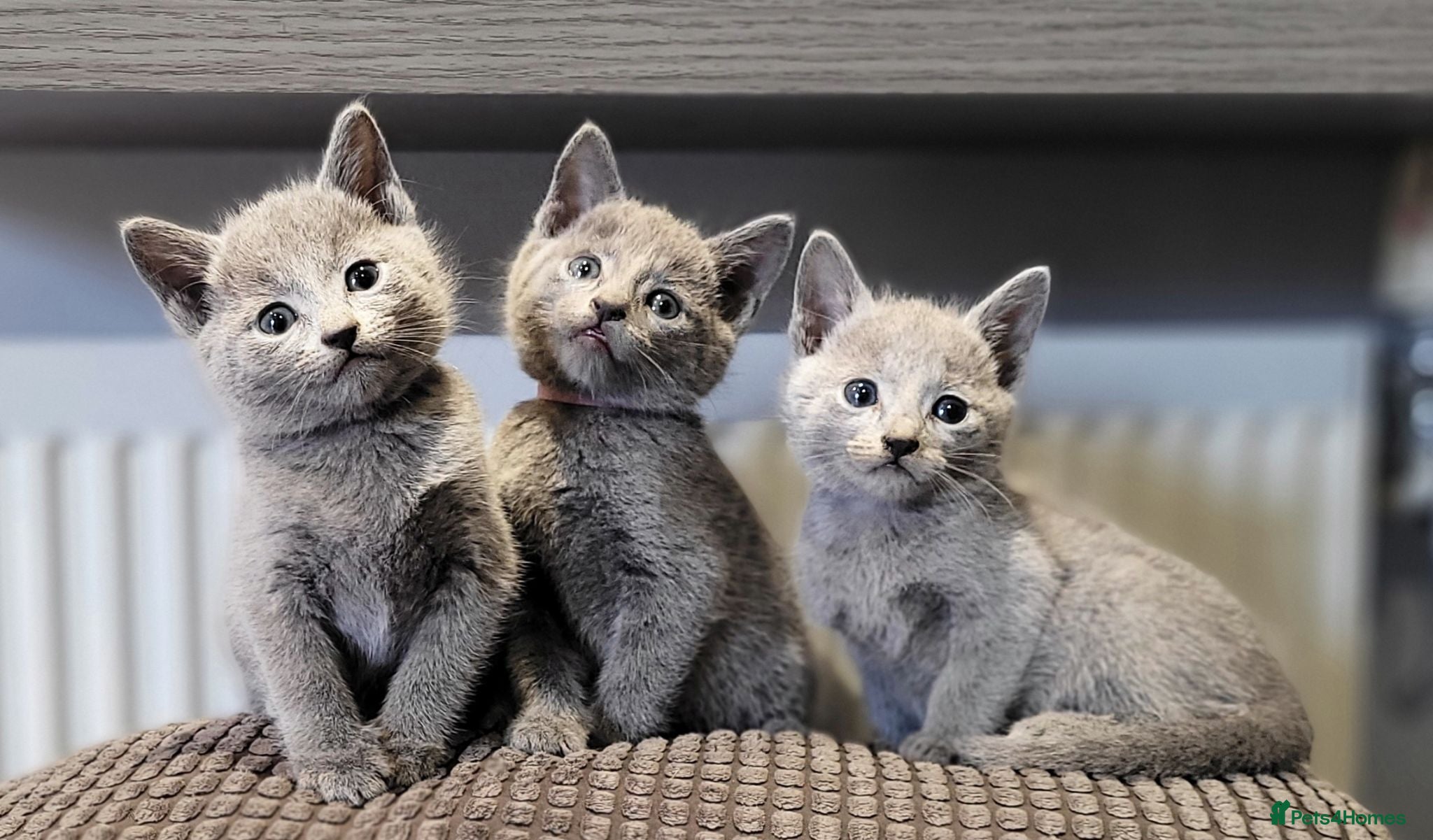 Russian Blue cats Pure Russian Blue kittens for sale 💙  - Advert 1