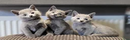 Russian Blue cats for sale: Pure Russian Blue kittens for sale 💙  - Advert 1
