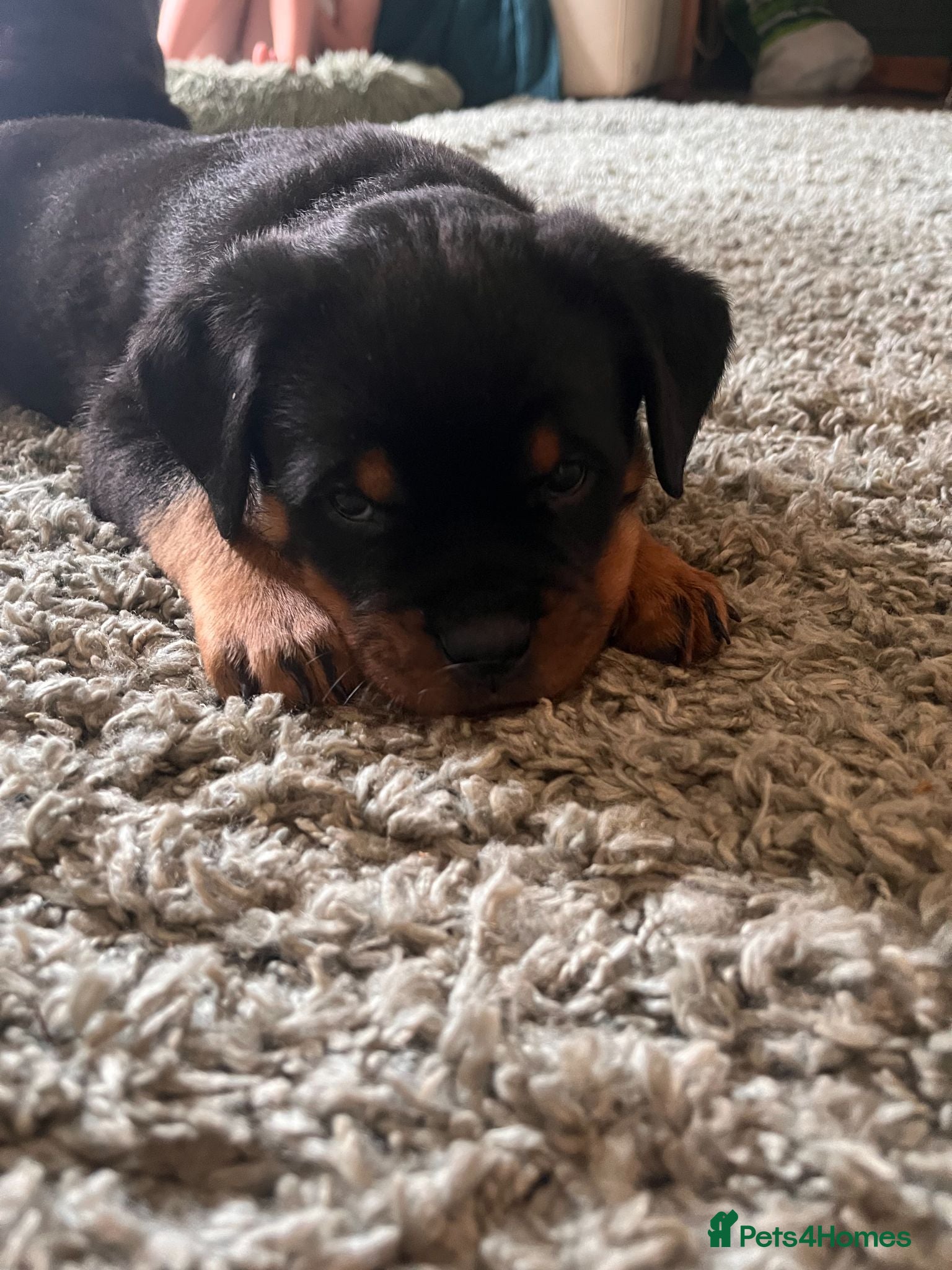Rottweiler dogs KC registered Rottweiler puppy ONLY 1 LEFT !!!  - Advert 2