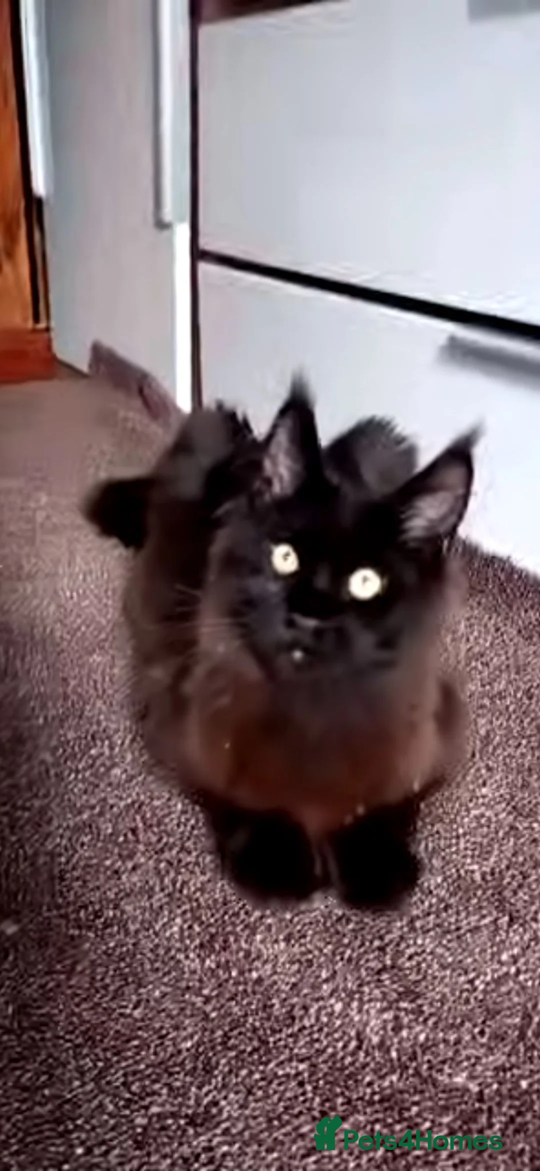 Maine Coon cats for sale: Maine Coon xl - Advert 5