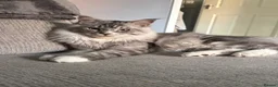 Maine Coon cats for sale: Our beautiful boy is for sale in Gainsborough - Advert 6