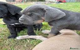 Cane Corso dogs for sale: Beautiful cane Corso puppies  - Image 33