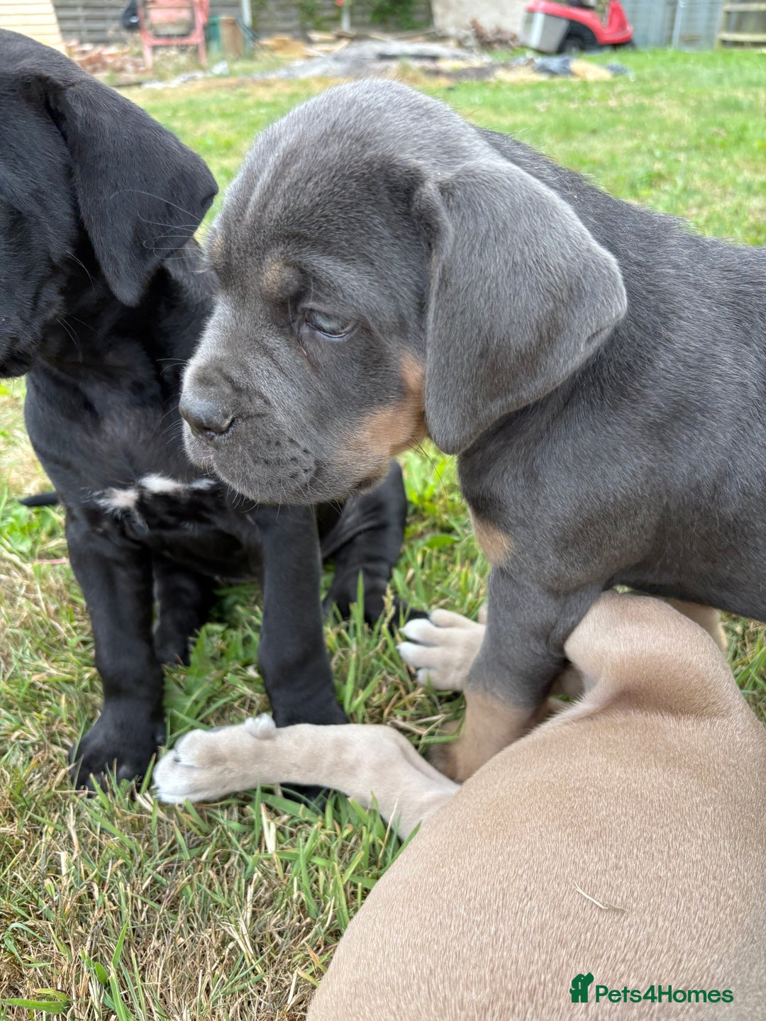 Cane Corso dogs for sale: Beautiful cane Corso puppies  - Image 33