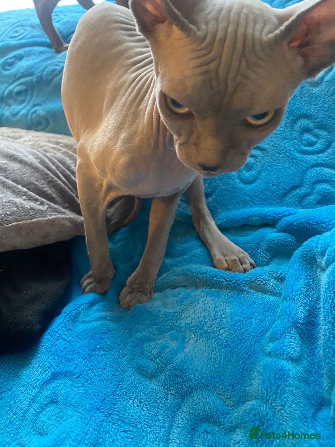 Sphynx cats for sale: Sphinx kitten ready now - Image 7