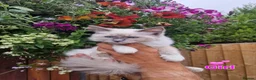 Ragdoll cats for sale: Ragdoll Kittens Ready For Forever Homes - Advert 12