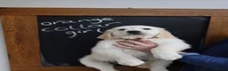 Golden Retriever dogs for sale: Amazing Golden Retriever Puppies - Advert 13
