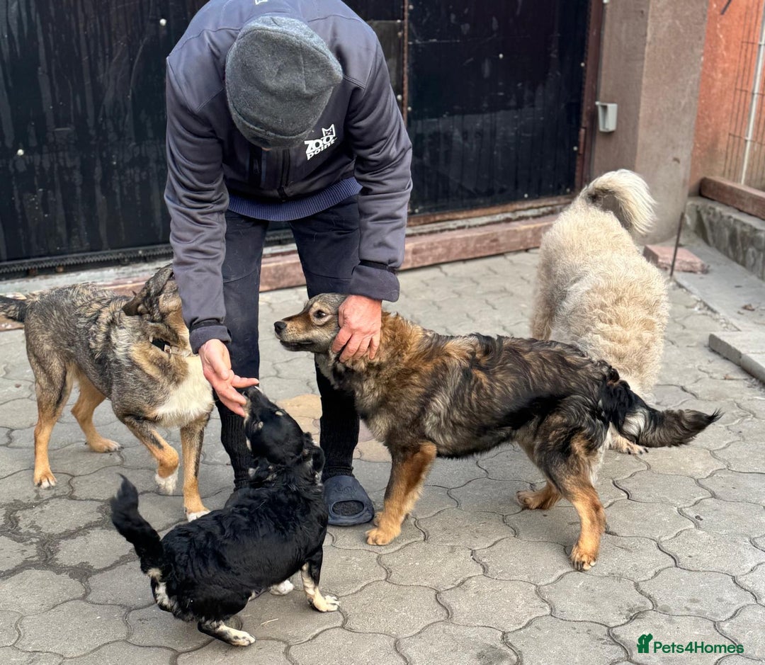 Mixed Breed dogs for adoption: OBI - a Lovely little young boy for a Loving Home - Advert 20