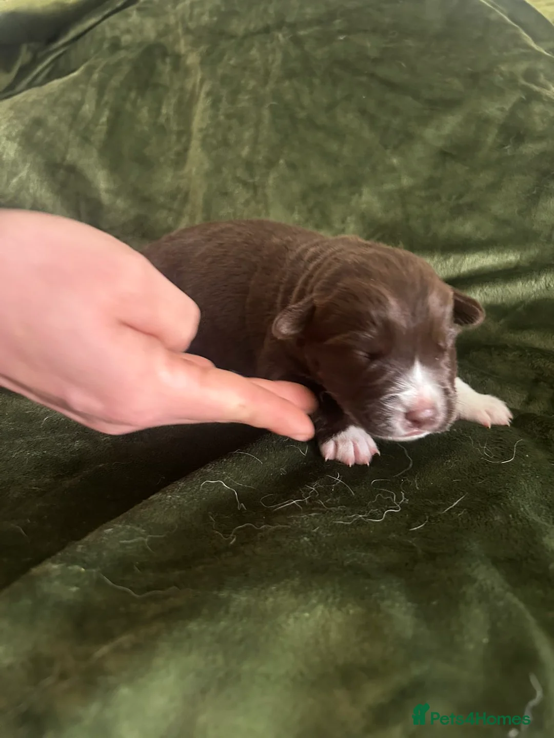 Mixed Breed dogs for sale: Husky cross cocker spaniel pups in Loughborough - Advert 2