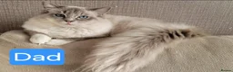 Ragdoll cats for sale: Beautiful 7‑Month‑Old Male Ragdoll - Advert 3