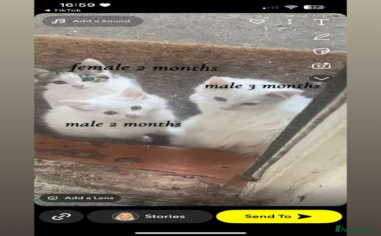 Mixed Breed cats - Advert 1