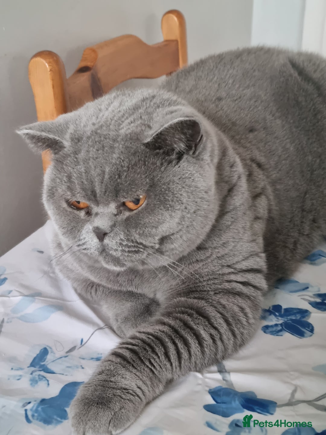 British Shorthair cats for sale: Beautiful blue girl British Shorthair.  - Advert 2